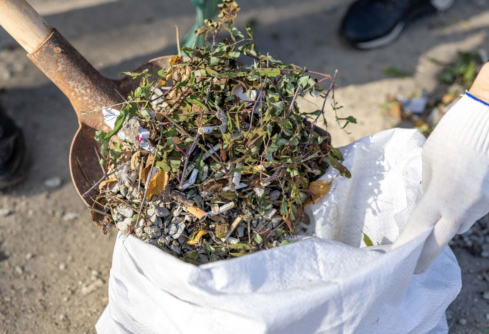 Close-up of a person cleaning up weeds with a shovel and a garbage bag outdoors.